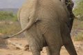 damaraland elefants